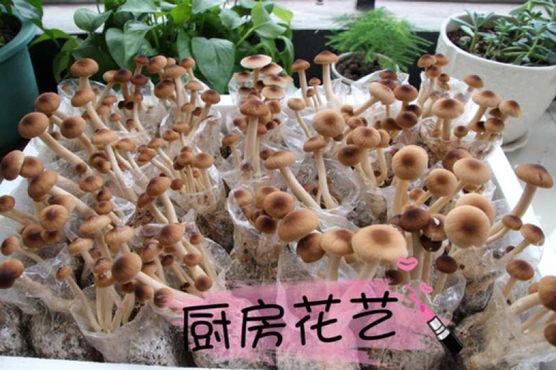 6桶装茶树菇自家种植