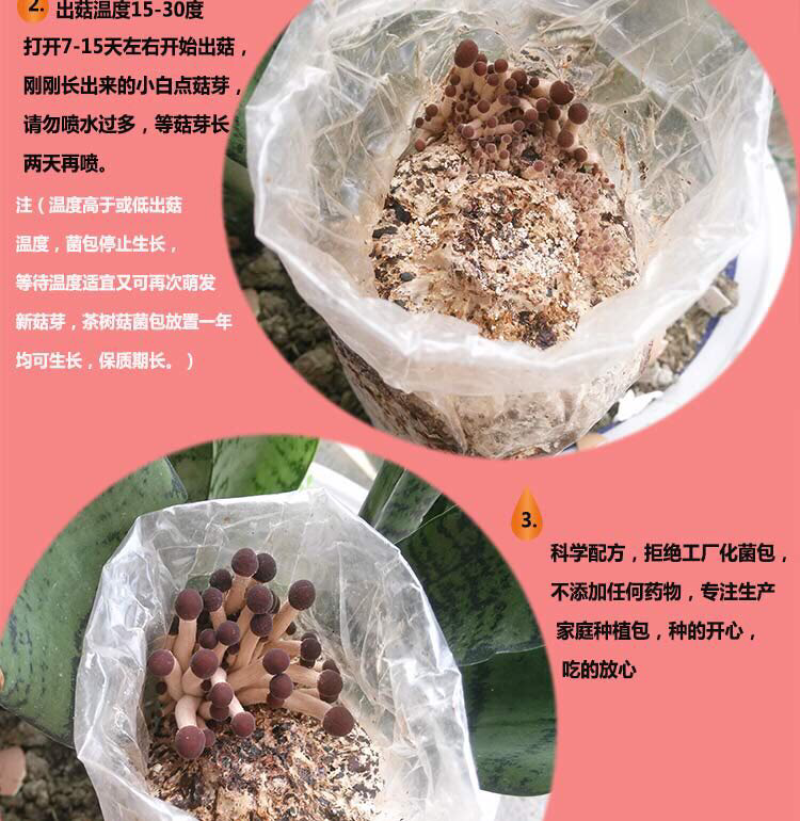 6桶装茶树菇自家种植