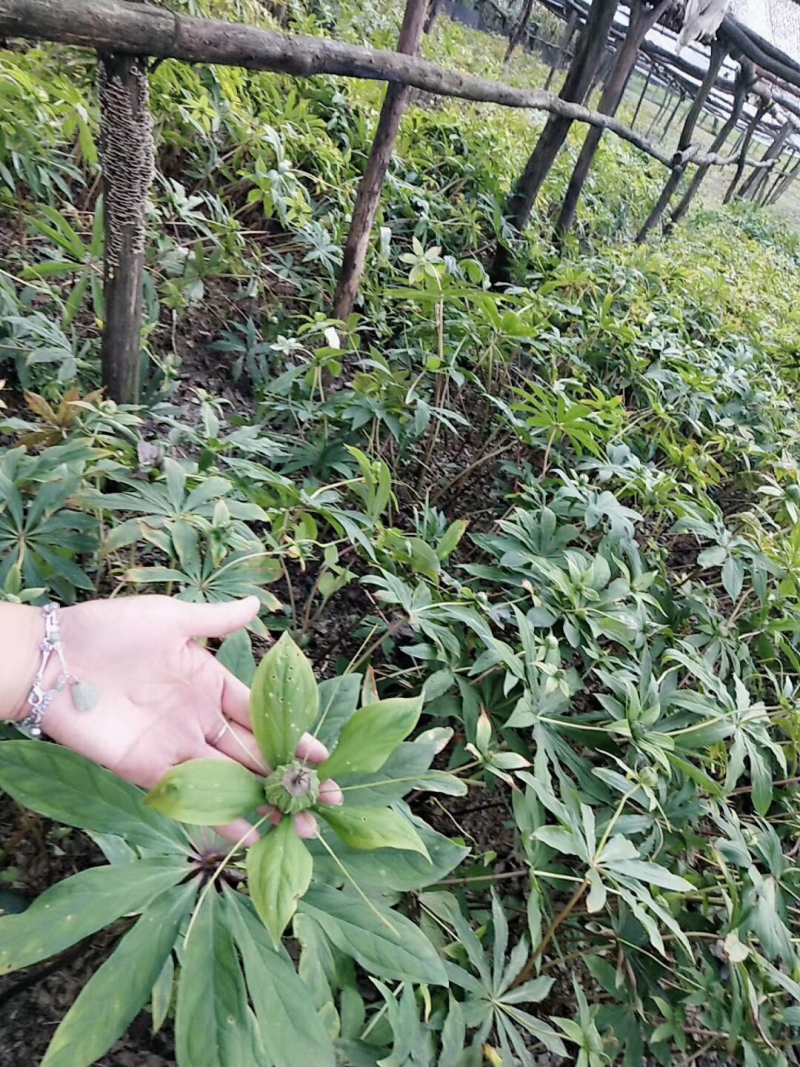 重楼