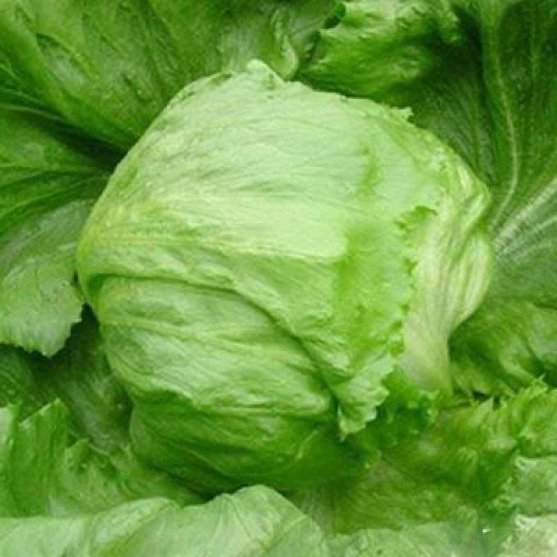 球生菜