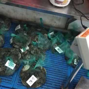 固城湖大闸蟹食用2.0两母蟹