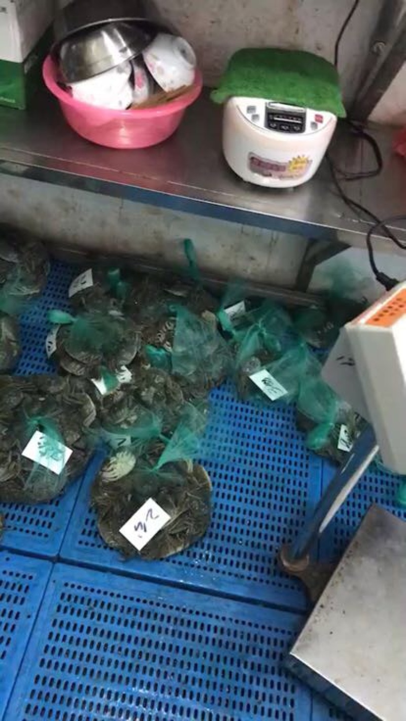 固城湖大闸蟹食用2.0两母蟹