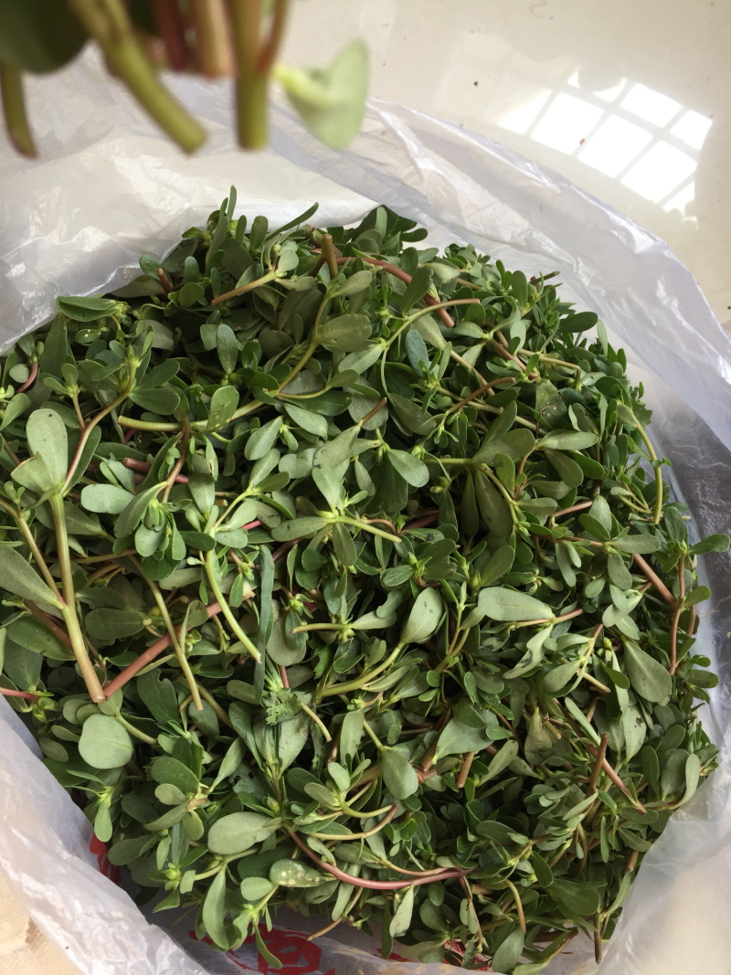 新鲜马齿苋