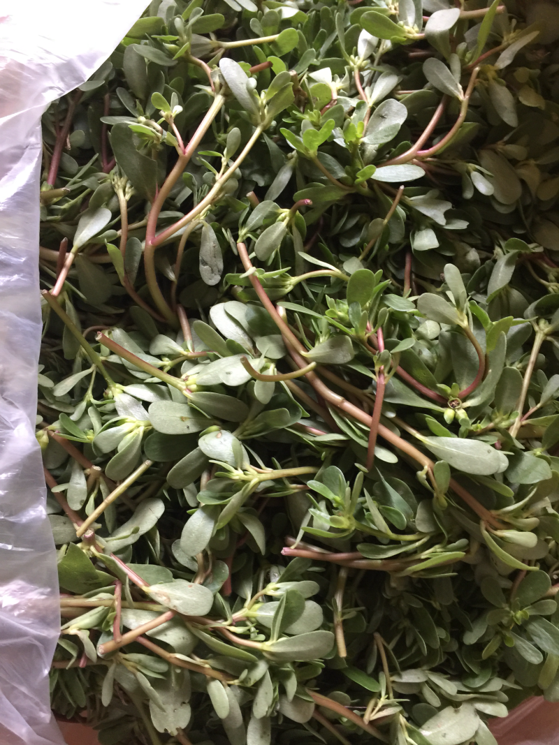 新鲜马齿苋