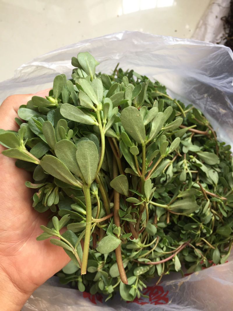 新鲜马齿苋