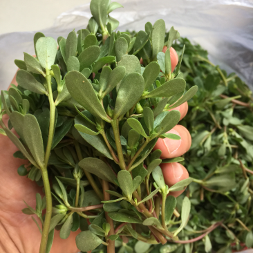 新鲜马齿苋