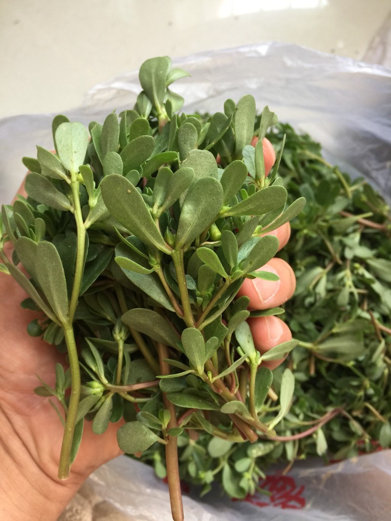 新鲜马齿苋