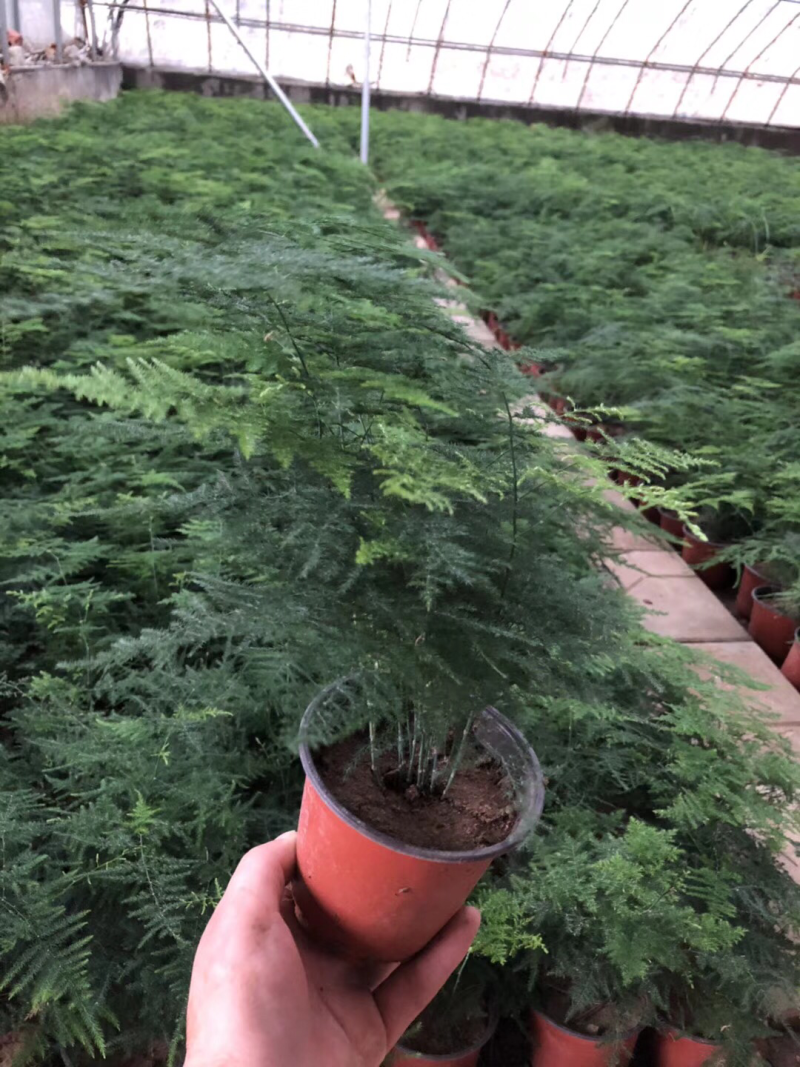 文竹单颗，组盆四角，组盆六角养护简单净化空气
