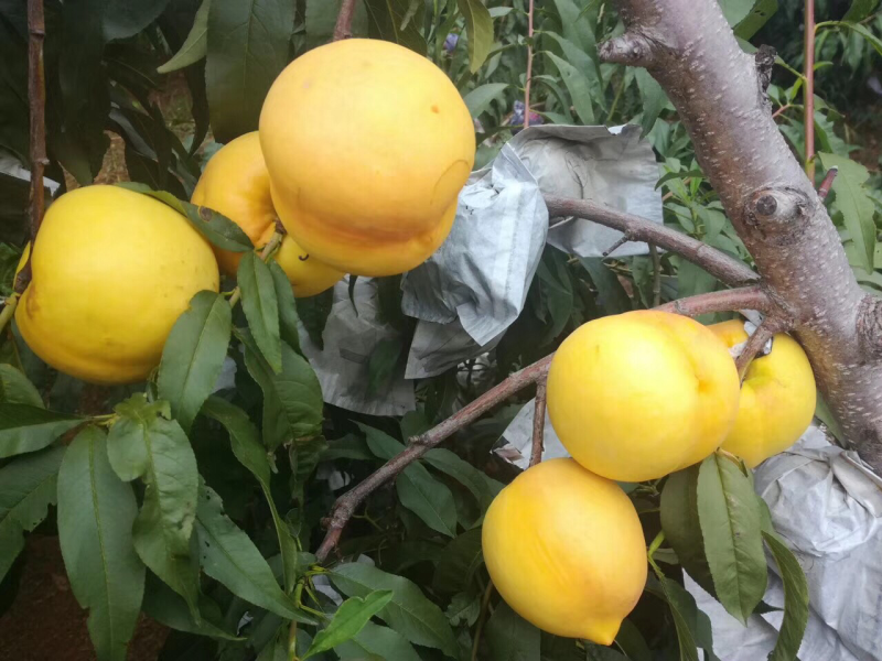 中油八黄桃已经大量上市，欢迎选购
