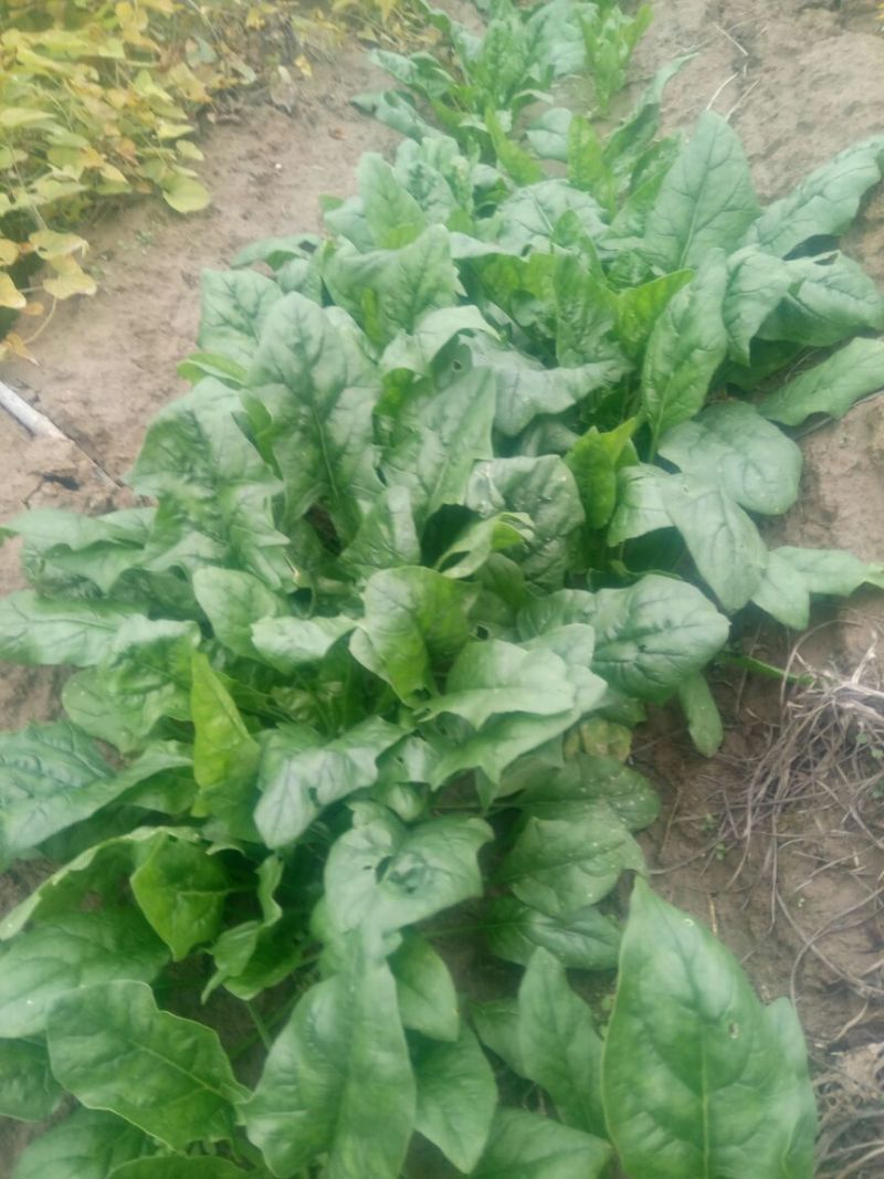 大叶菠菜20~25厘米