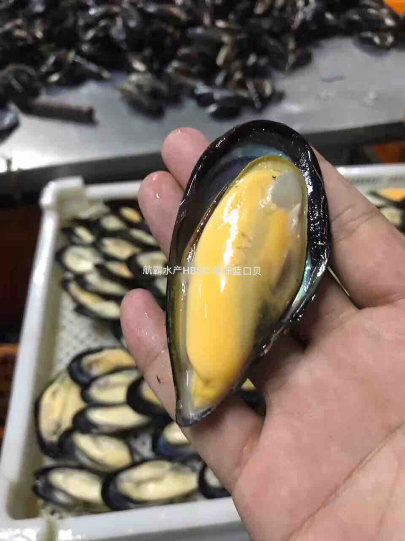 精选8/10半壳蓝口贝，