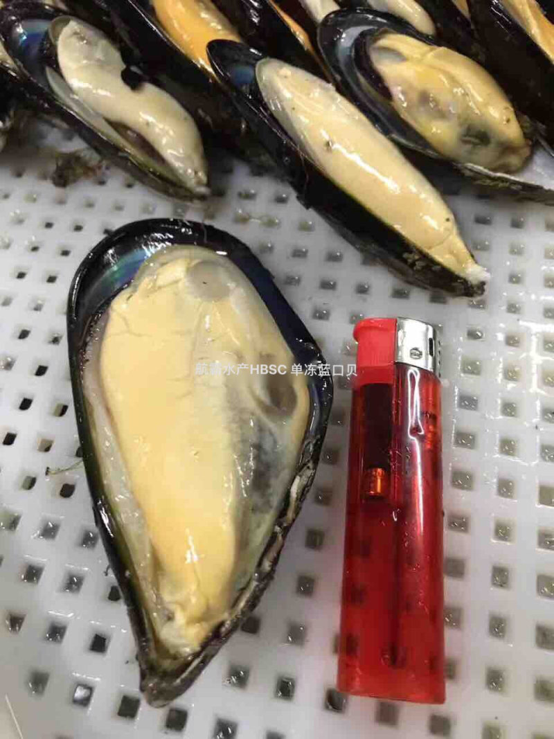 精选8/10半壳蓝口贝，