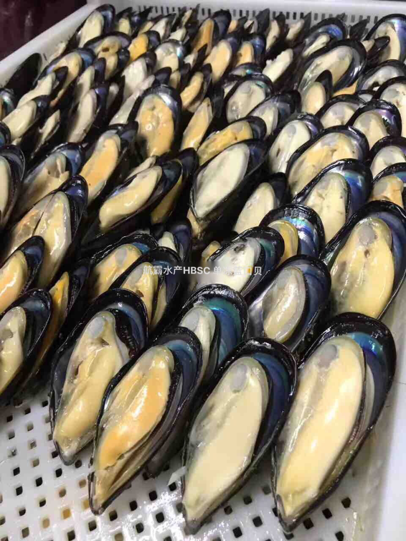 精选8/10半壳蓝口贝，