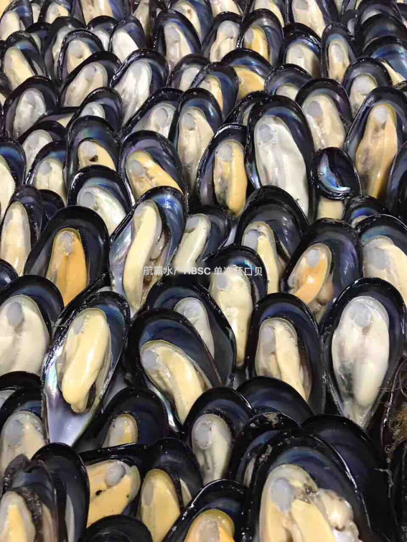精选8/10半壳蓝口贝，