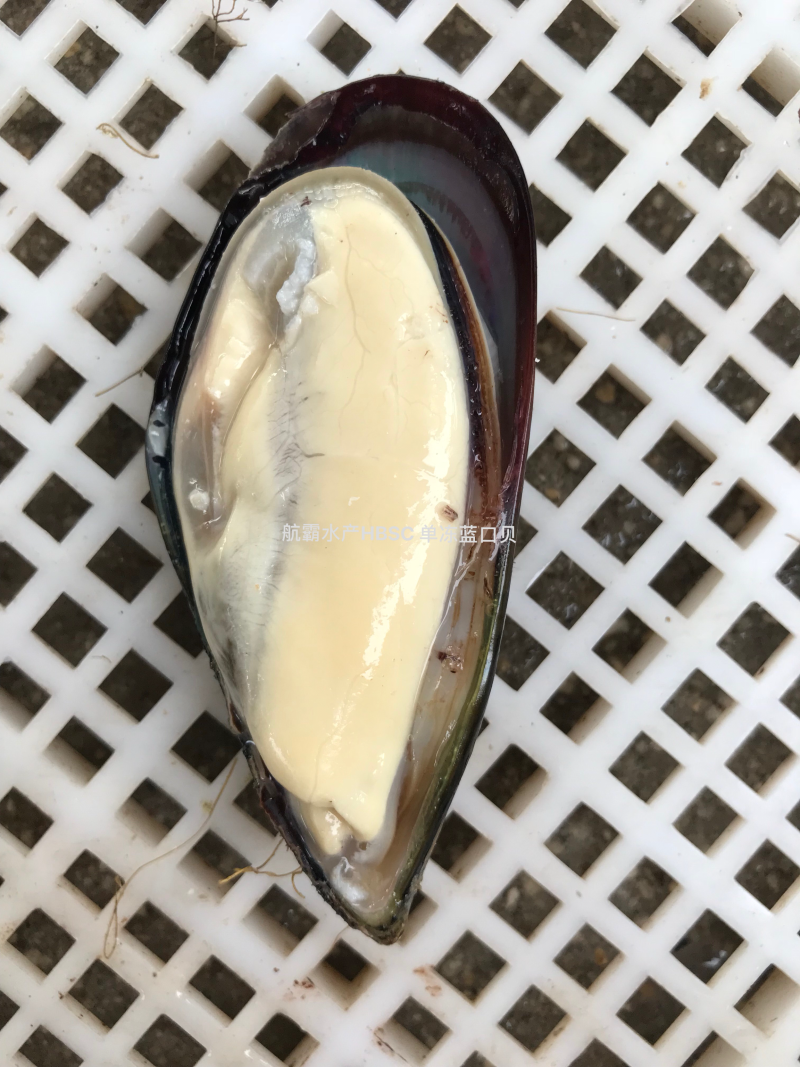 精选8/10半壳蓝口贝，
