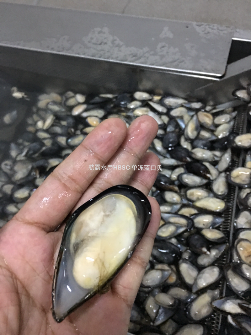 精选8/10半壳蓝口贝，