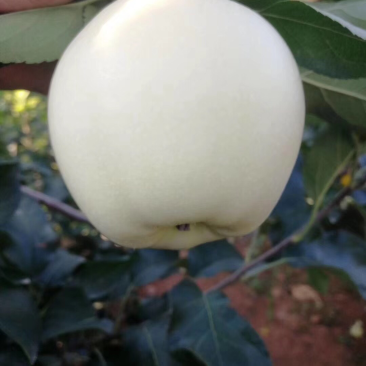 黄元帅