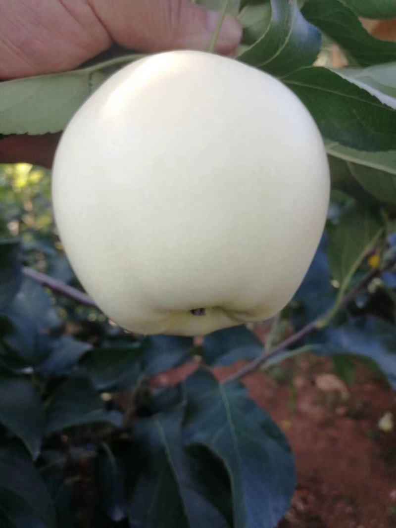 黄元帅