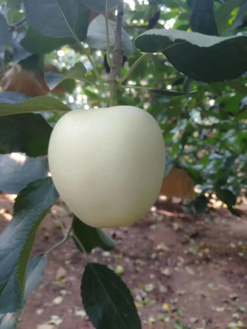 黄元帅