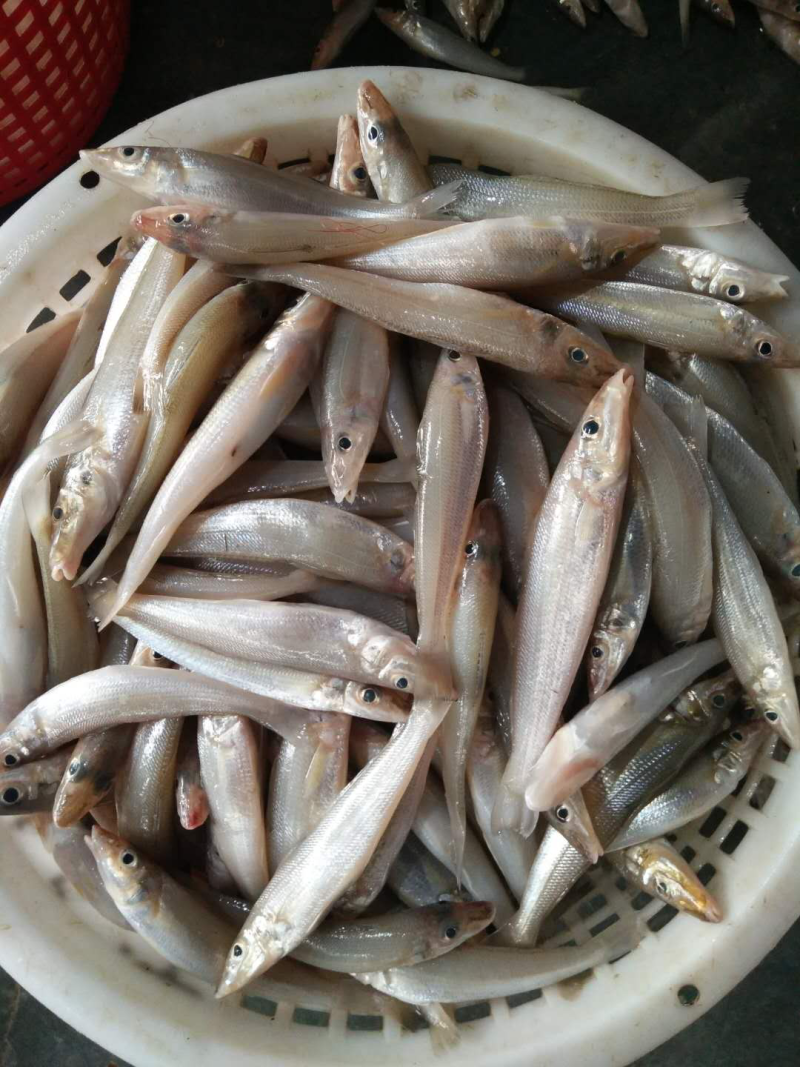 沙尖鱼
