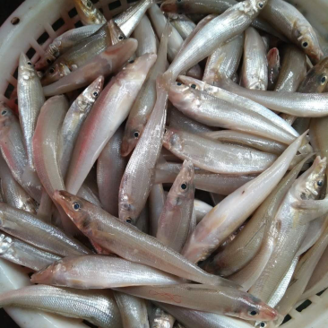 沙尖鱼