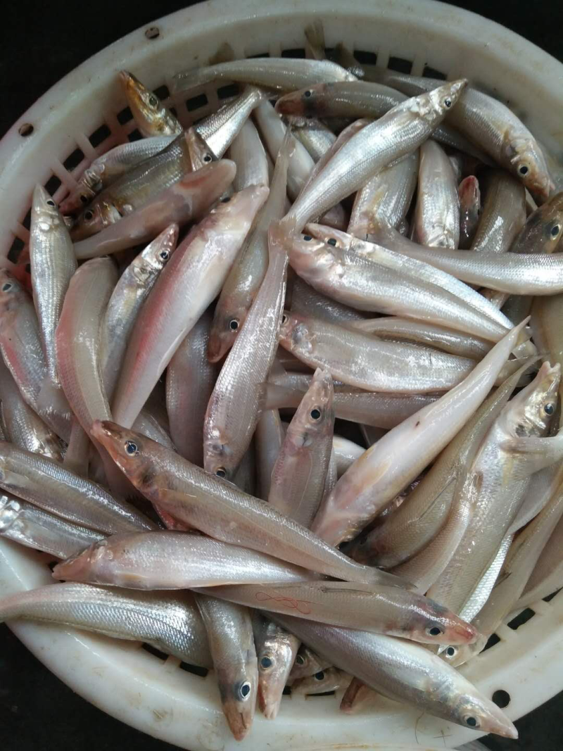沙尖鱼