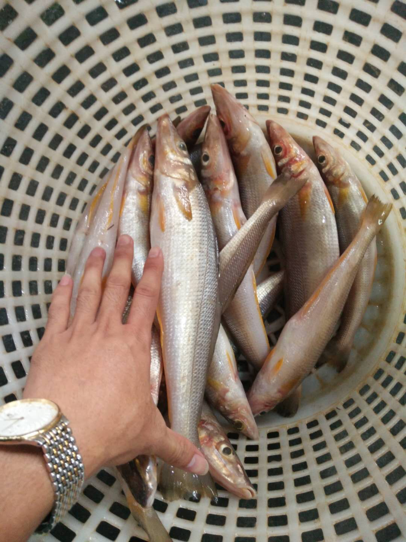 沙尖鱼