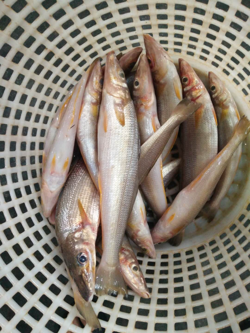 沙尖鱼