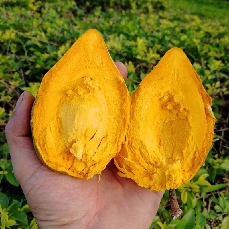 蛋黄果