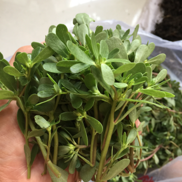 马齿苋新鲜装箱冷藏