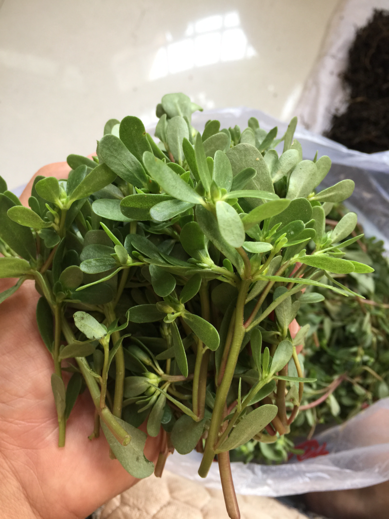 马齿苋新鲜装箱冷藏