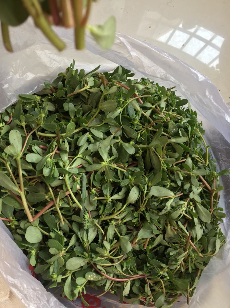 马齿苋新鲜装箱冷藏