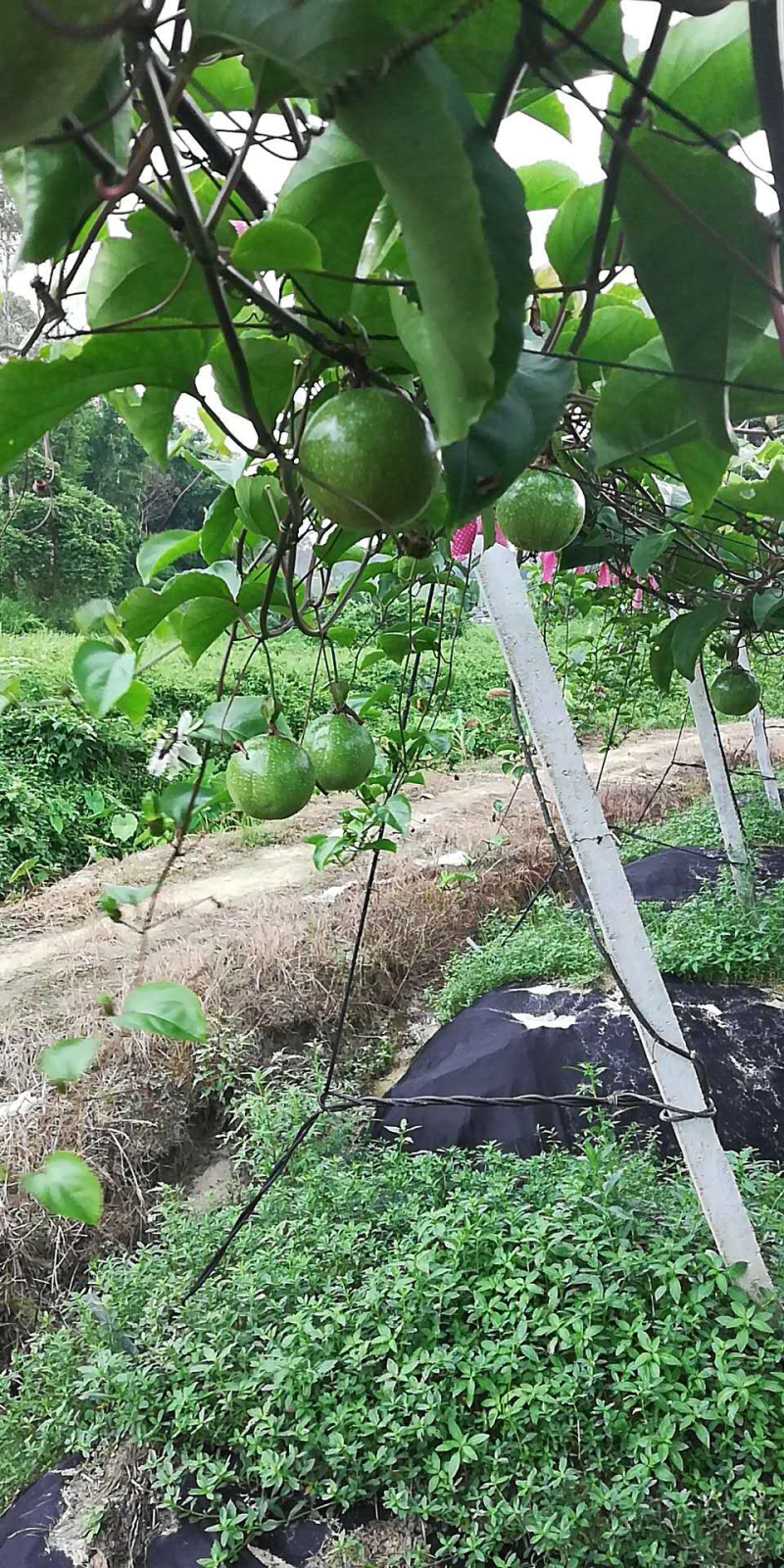 百香果苗种苗