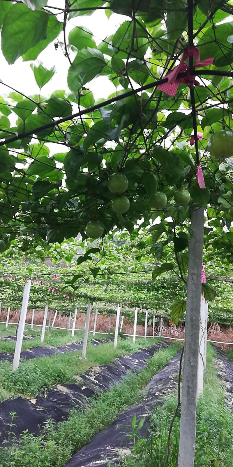 百香果苗种苗
