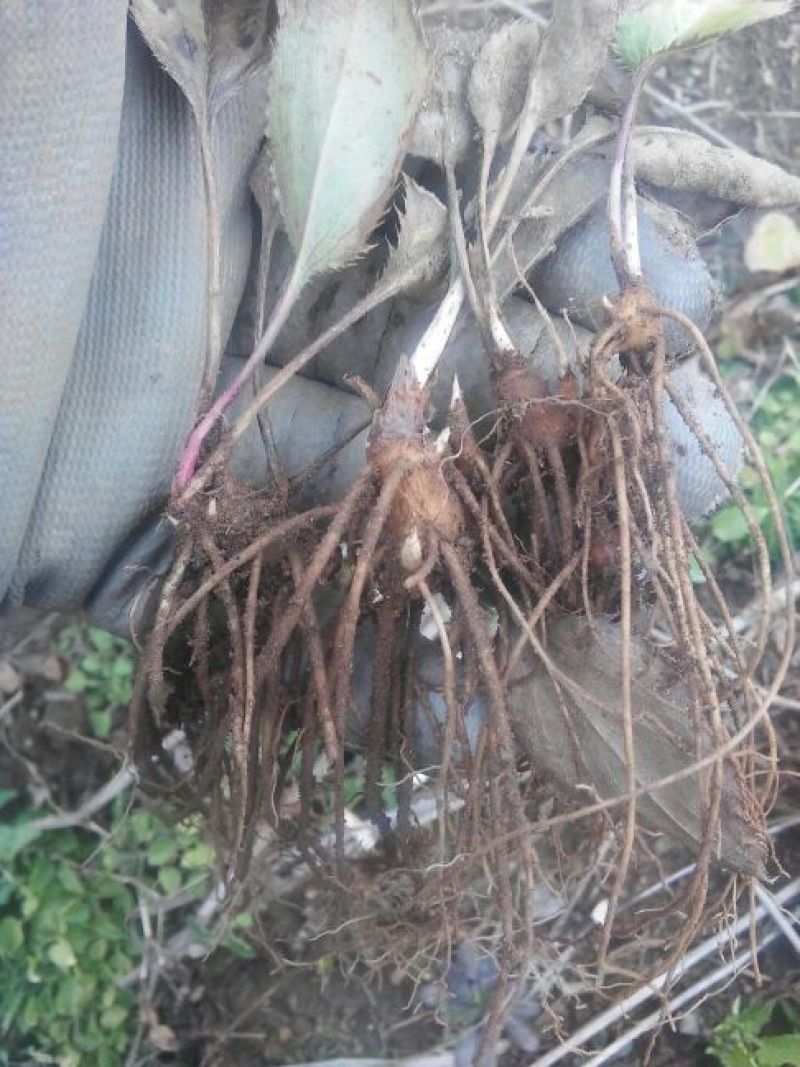 苍术种苗包技术苗后除草药