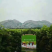 大泽山玫瑰香大量上市