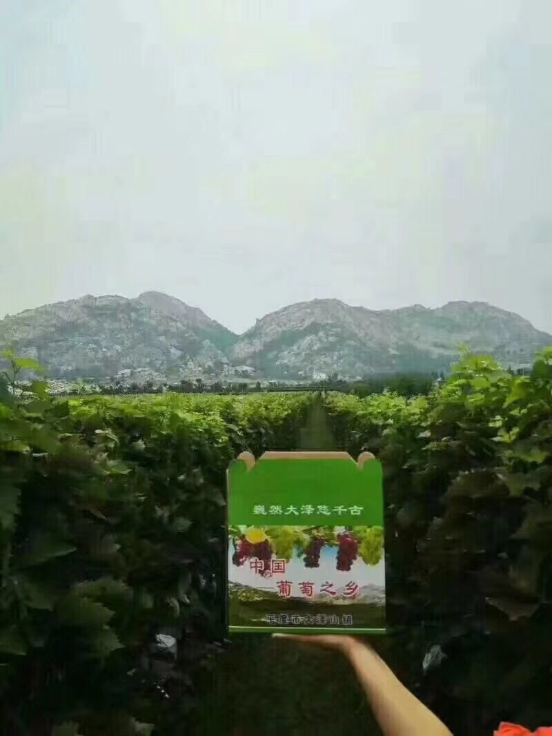 大泽山玫瑰香大量上市
