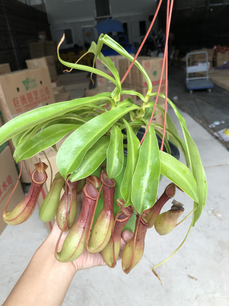 彩盆猪笼草