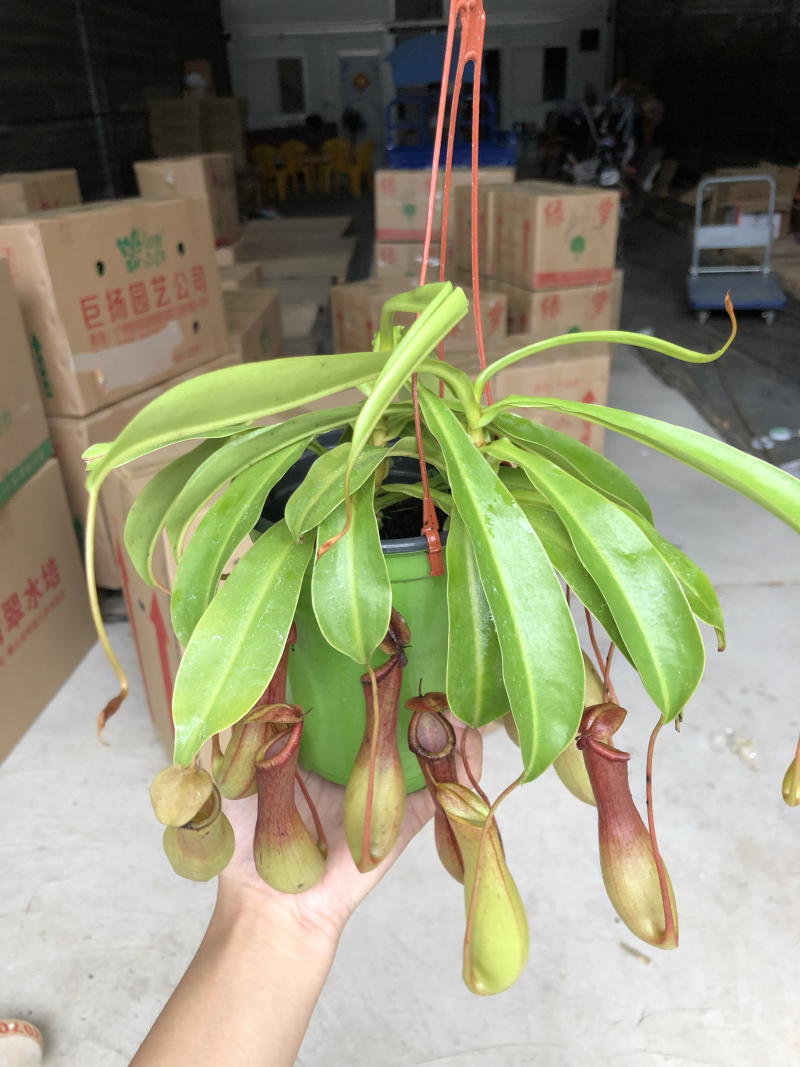 彩盆猪笼草