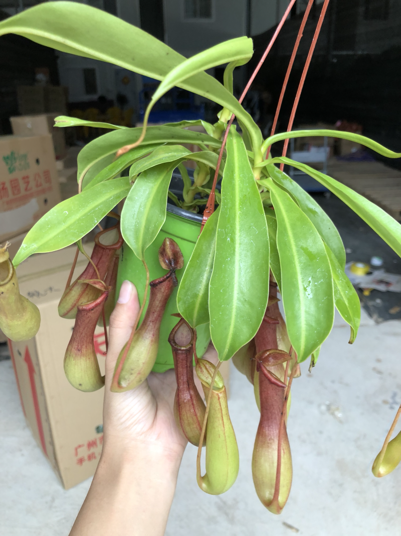彩盆猪笼草