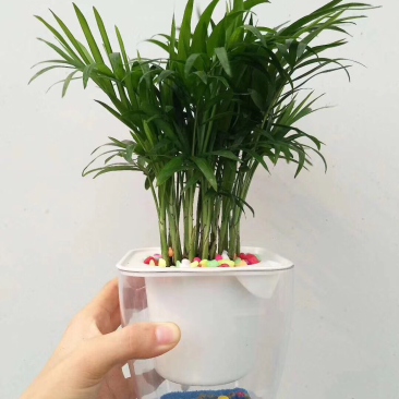 袖珍椰子