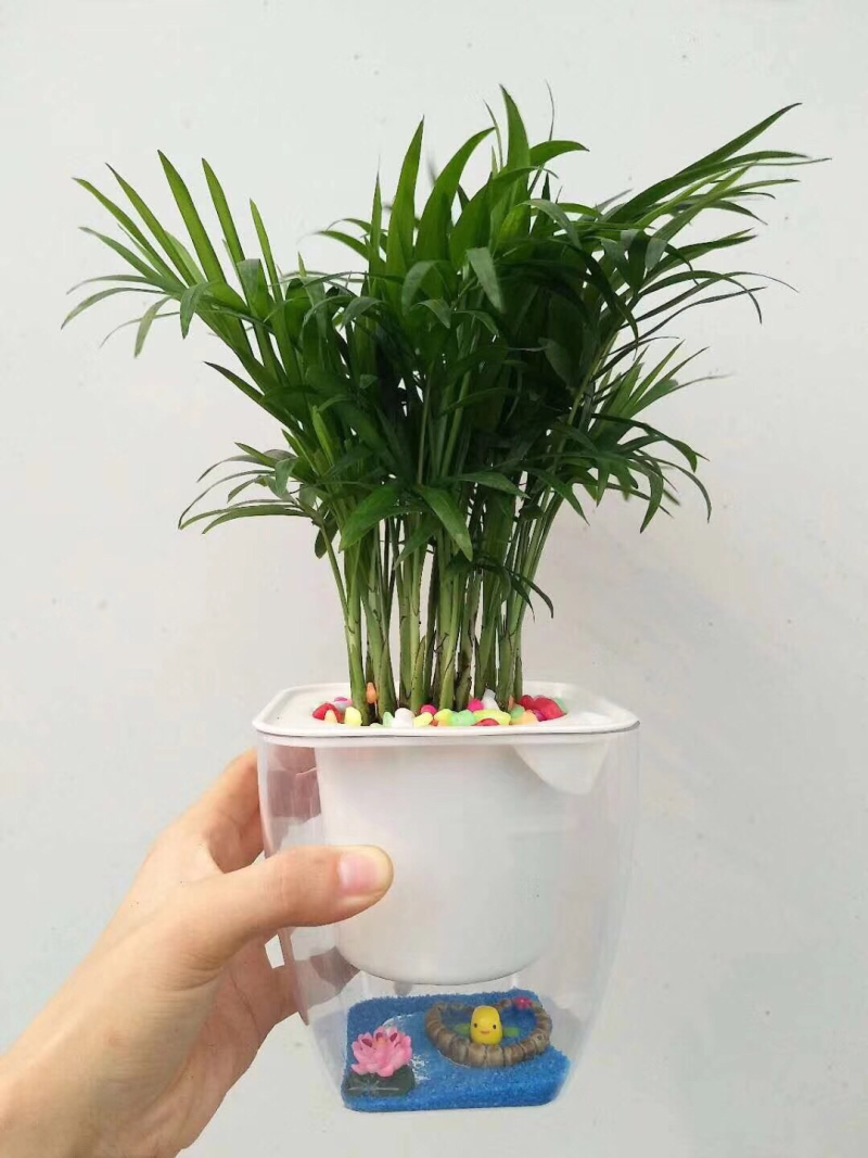 袖珍椰子