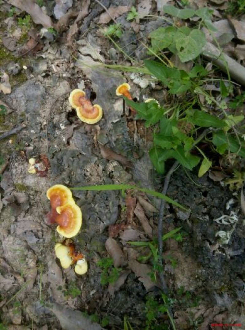 药用灵芝野生红统