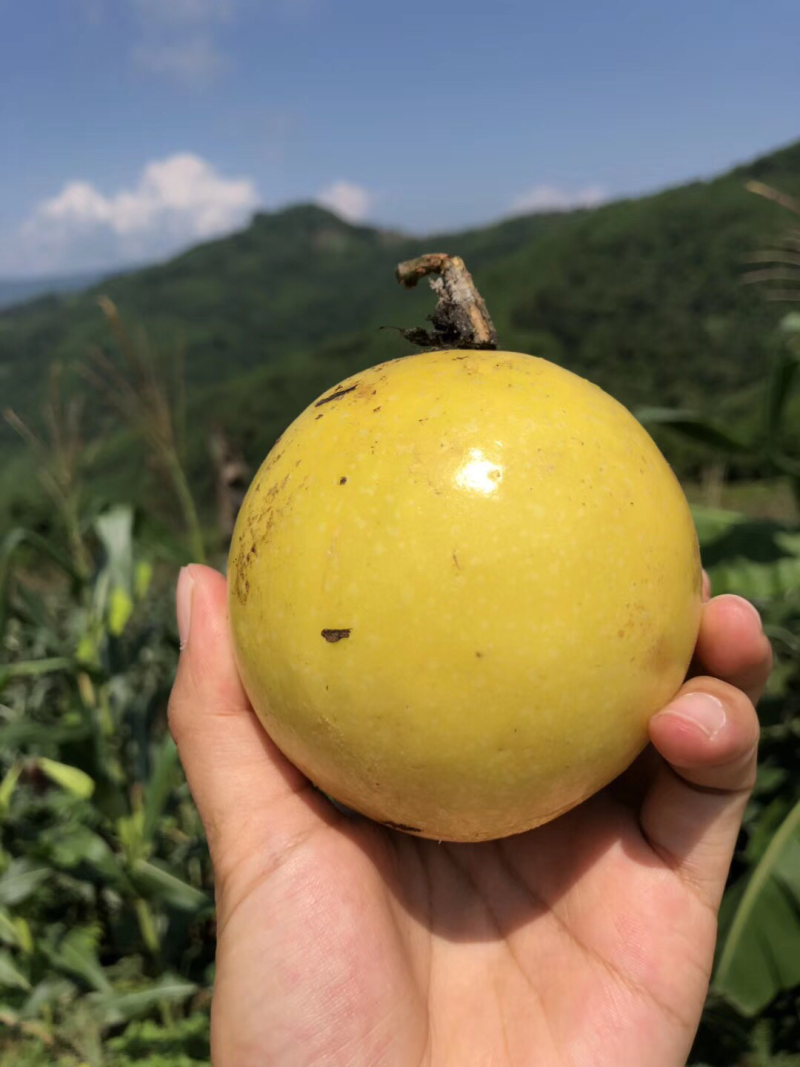 特大黄金百香果5斤