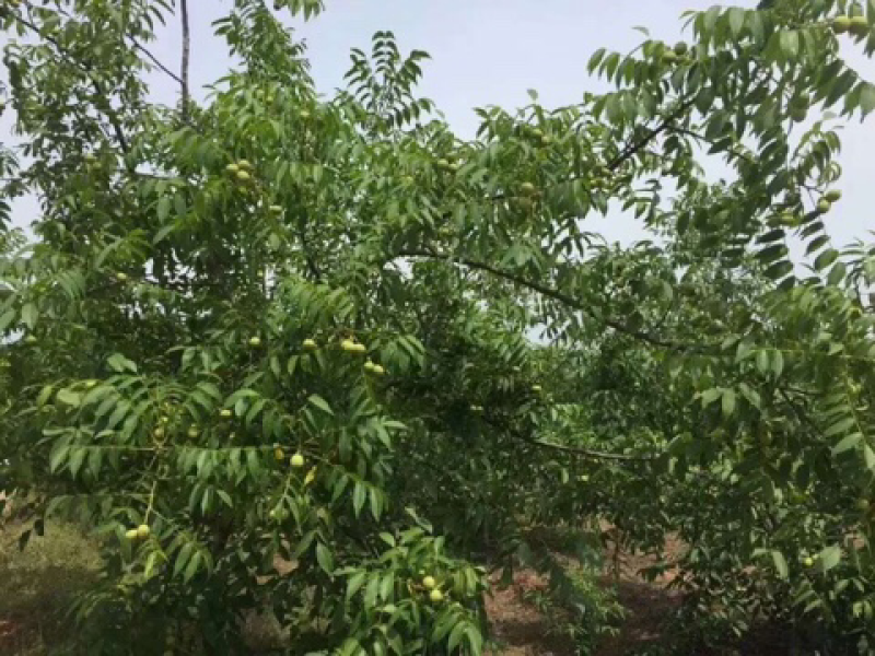 核桃