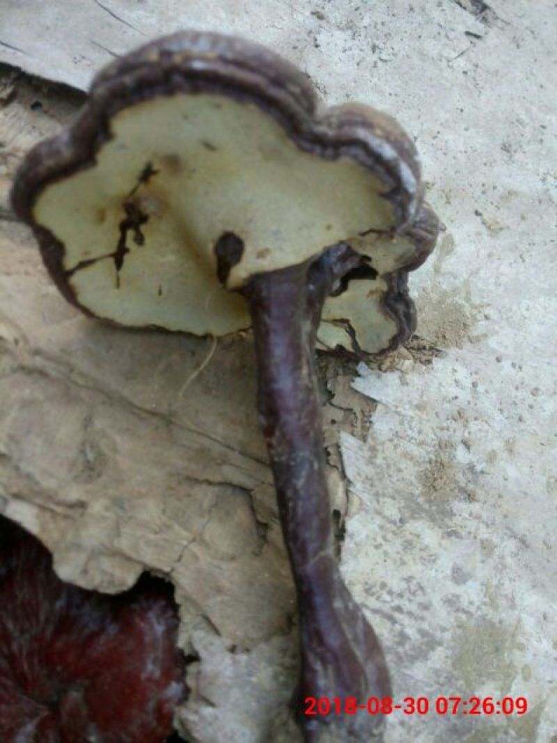 药用灵芝野生红统