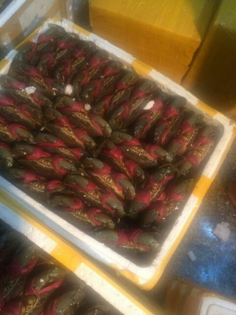 螃蟹进口越南青蟹膏蟹腌仔