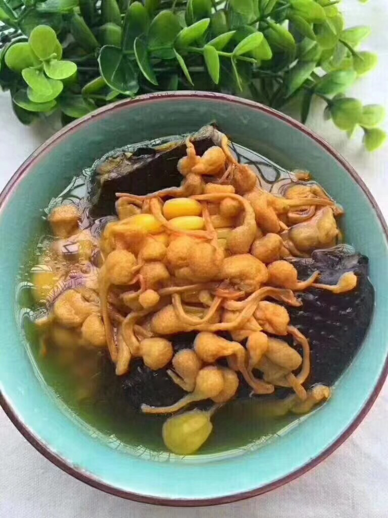 虫草花