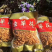虫草花