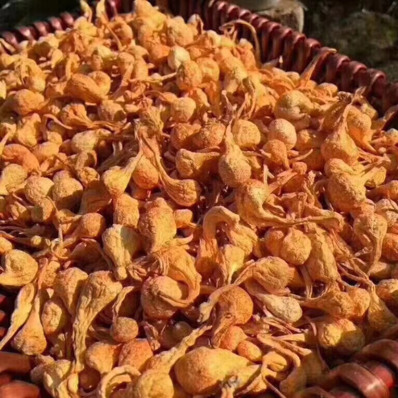 虫草花